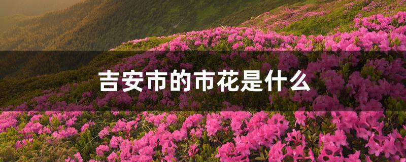 吉安市的市花是什么 吉安市的市花是什么