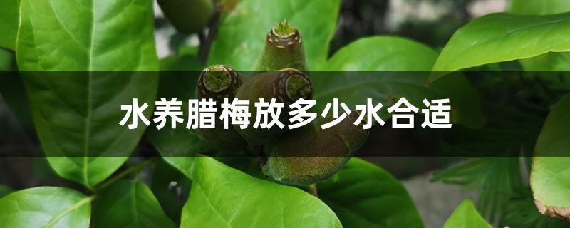 水养腊梅放多少水合适 水养腊梅放多少水合适