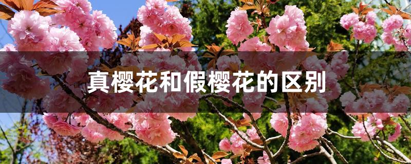 真樱花和假樱花的区别 真樱花和假樱花的区别