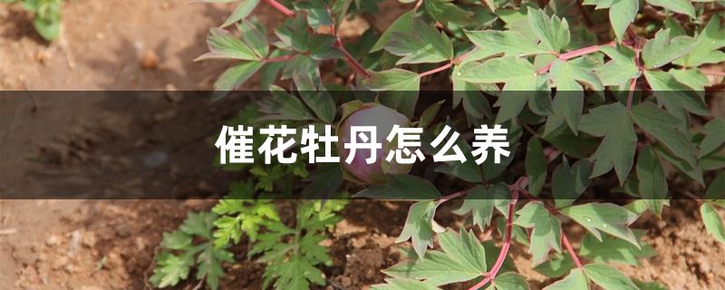 催花牡丹怎么养 催花牡丹怎么养