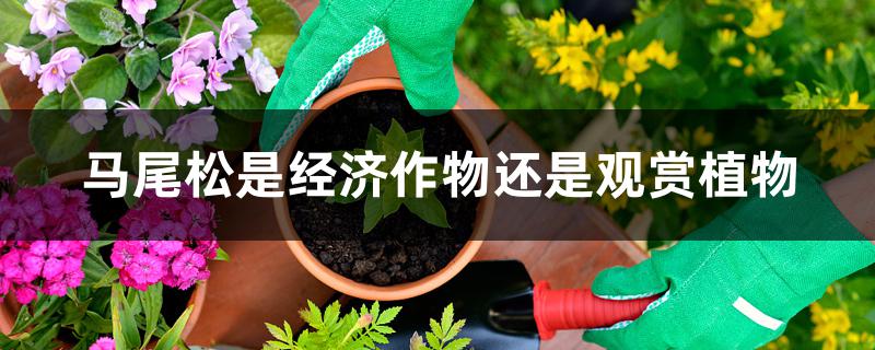 马尾松是经济作物还是观赏植物 马尾松是经济作物还是观赏植物