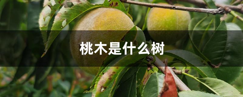 桃木是什么树 桃木是什么树