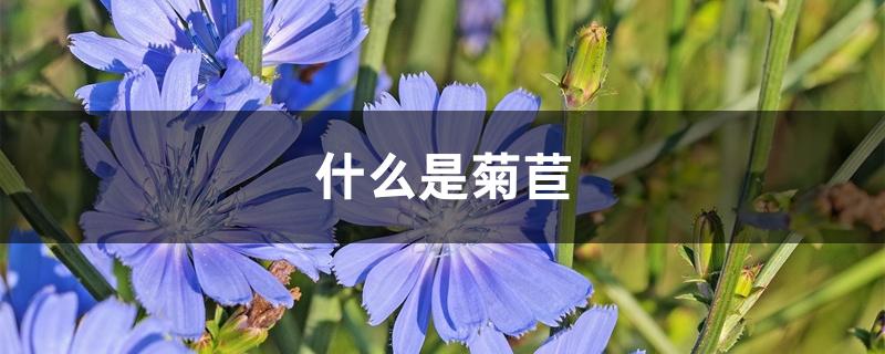 什么是菊苣 什么是菊苣