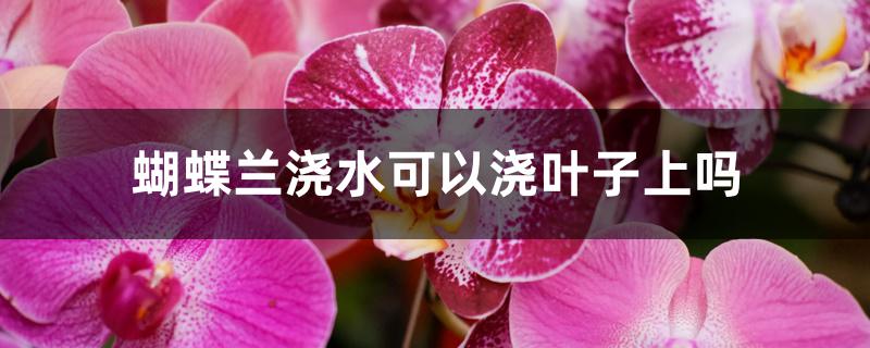 蝴蝶兰浇水可以浇叶子上吗 蝴蝶兰浇水可以浇叶子上吗