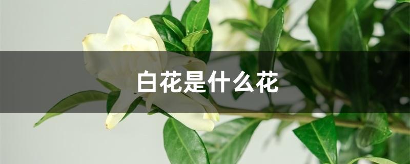 白花是什么花 白花是什么花