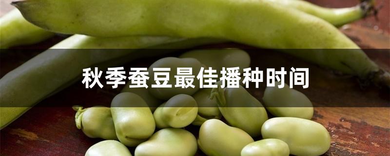 秋季蚕豆最佳播种时间 秋季蚕豆最佳播种时间
