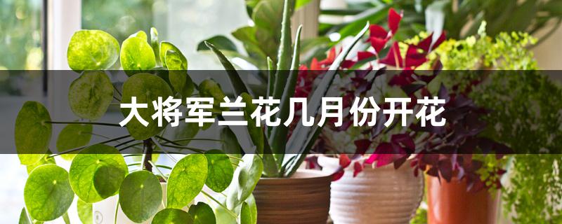大将军兰花几月份开花 大将军兰花几月份开花