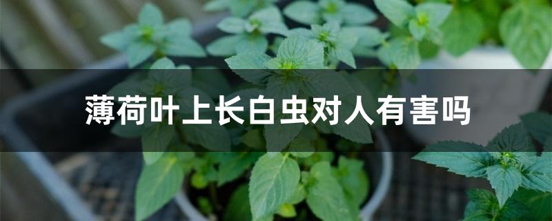 薄荷叶上长白虫对人有害吗 薄荷叶上长白虫对人有害吗
