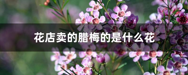 花店卖的腊梅的是什么花
