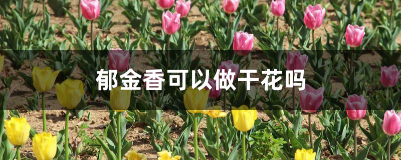 郁金香可以做干花吗 郁金香可以做干花吗