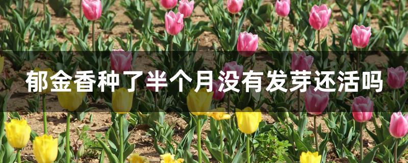 郁金香种了半个月没有发芽还活吗 郁金香种了半个月没有发芽还活吗