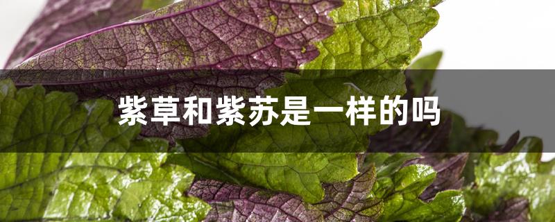 紫草和紫苏是一样的吗 紫草和紫苏是一样的吗