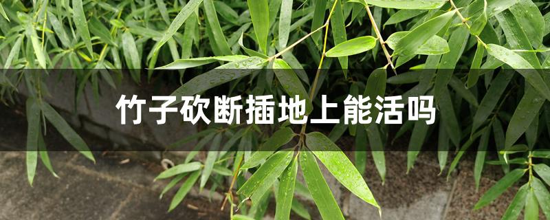 竹子砍断插地上能活吗 竹子砍断插地上能活吗