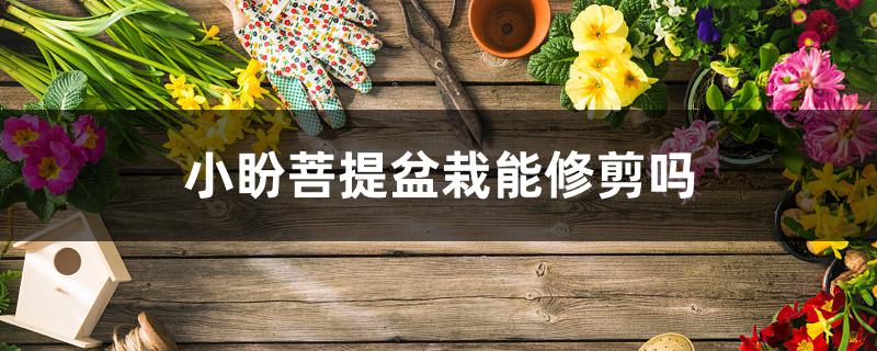小盼菩提盆栽能修剪吗 小盼菩提盆栽能修剪吗