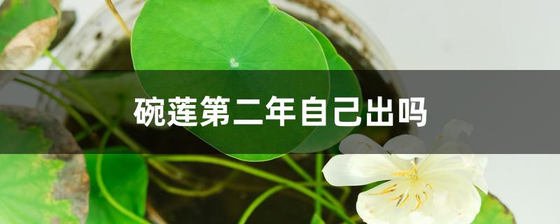 碗莲第二年自己出吗 碗莲第二年自己出吗