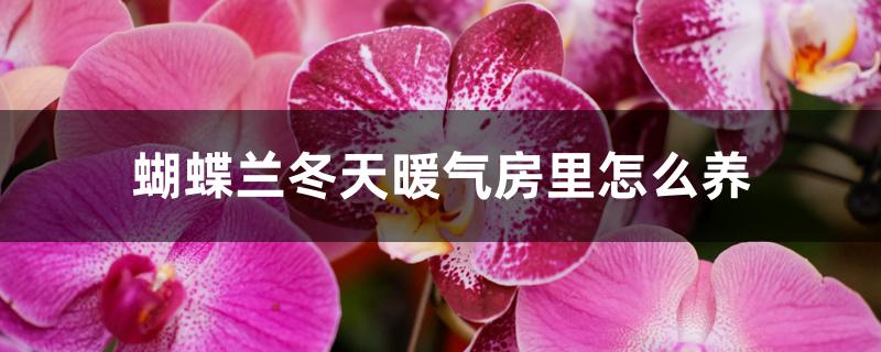蝴蝶兰冬天暖气房里怎么养 蝴蝶兰冬天暖气房里怎么养