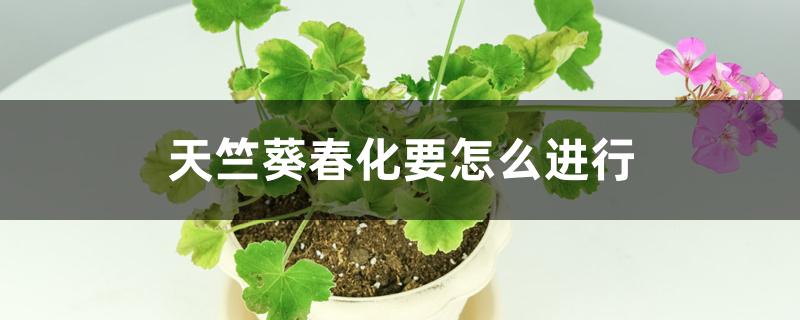 天竺葵春化要怎么进行 天竺葵春化要怎么进行