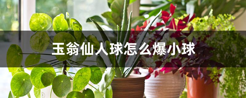 玉翁仙人球怎么爆小球 玉翁仙人球怎么爆小球