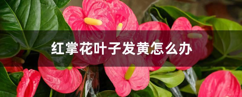 红掌花叶子发黄怎么办 红掌花叶子发黄怎么办