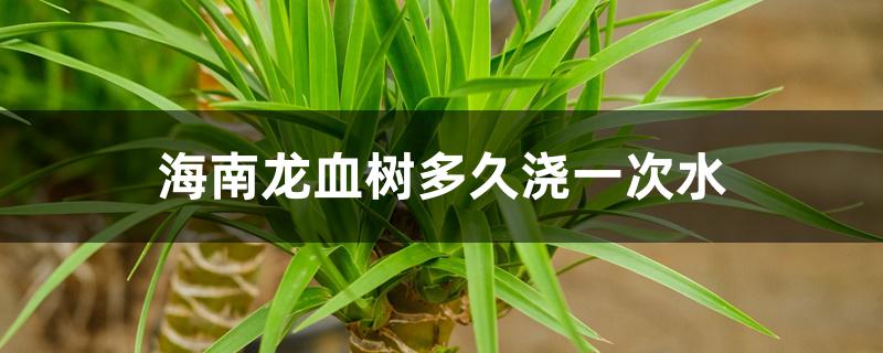 海南龙血树多久浇一次水 海南龙血树多久浇一次水