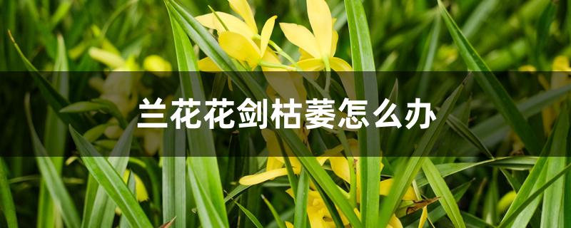 兰花花剑枯萎怎么办 兰花花剑枯萎怎么办