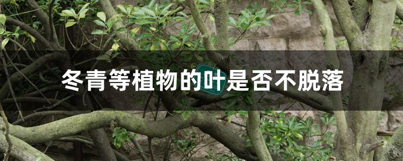 冬青等植物的叶是否不脱落 冬青等植物的叶是否不脱落