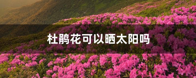 杜鹃花可以晒太阳吗 杜鹃花可以晒太阳吗