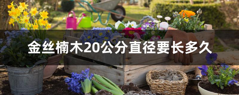 金丝楠木20公分直径要长多久 金丝楠木20公分直径要长多久