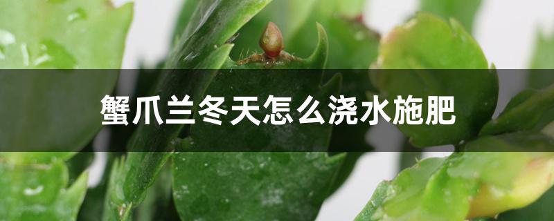 蟹爪兰冬天怎么浇水施肥 蟹爪兰冬天怎么浇水施肥