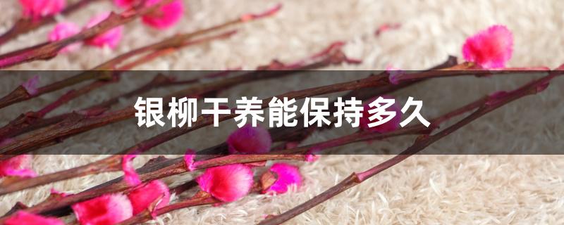 银柳干养能保持多久 银柳干养能保持多久