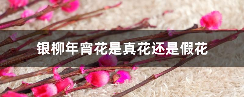 银柳年宵花是真花还是假花 银柳年宵花是真花还是假花