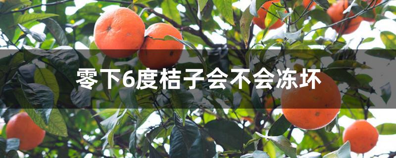 零下6度桔子会不会冻坏 零下6度桔子会不会冻坏
