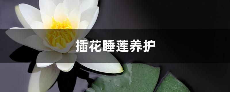 插花睡莲养护 插花睡莲养护