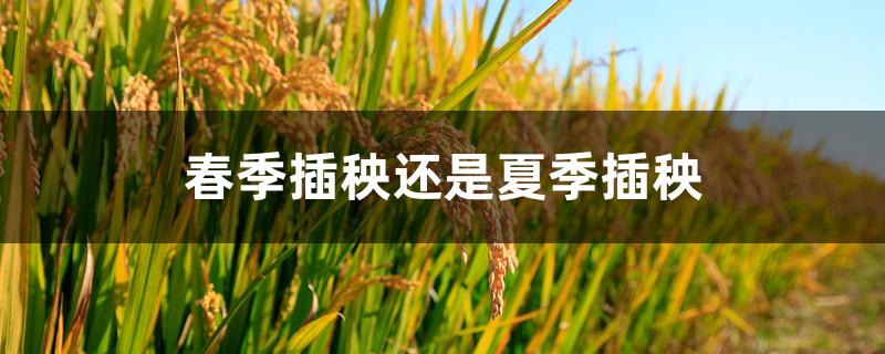 春季插秧还是夏季插秧 春季插秧还是夏季插秧
