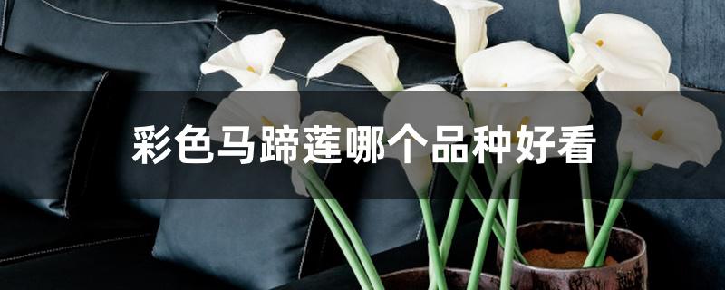 彩色马蹄莲哪个品种好看 彩色马蹄莲哪个品种好看