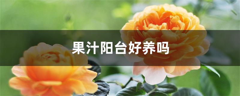 果汁阳台好养吗 果汁阳台好养吗