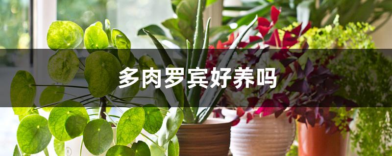多肉罗宾好养吗 多肉罗宾好养吗
