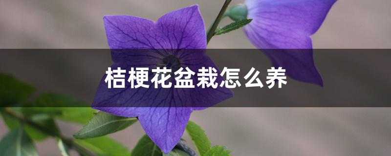 桔梗花盆栽怎么养 桔梗花盆栽怎么养