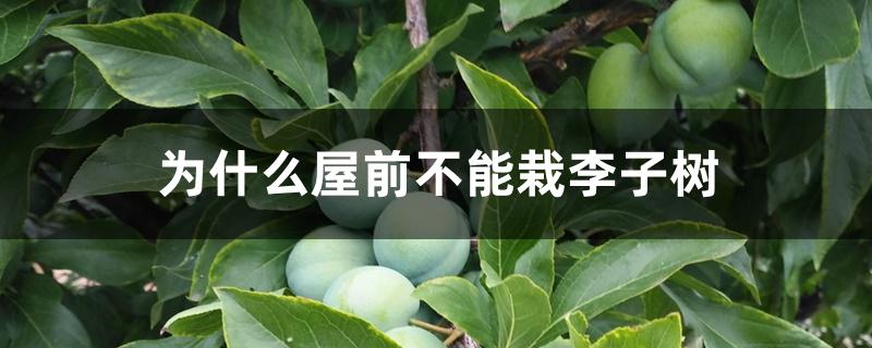 为什么屋前不能栽李子树 为什么屋前不能栽李子树