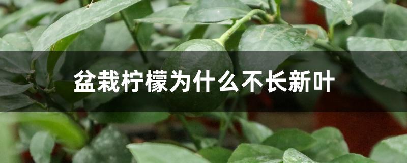 盆栽柠檬为什么不长新叶 盆栽柠檬为什么不长新叶