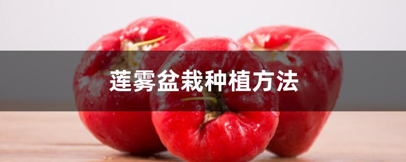 莲雾盆栽种植方法