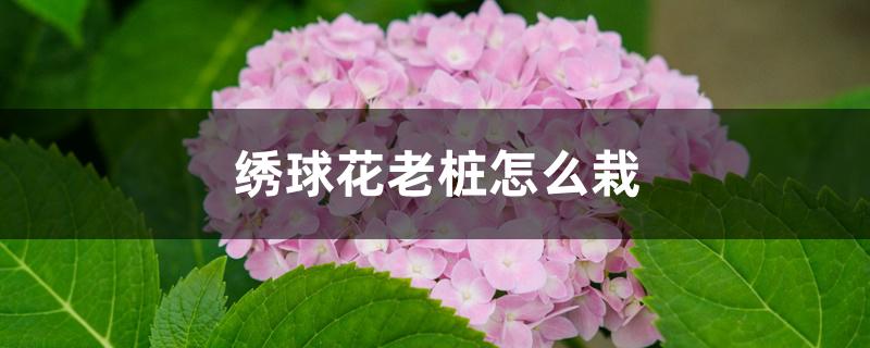 绣球花老桩怎么栽 绣球花老桩怎么栽