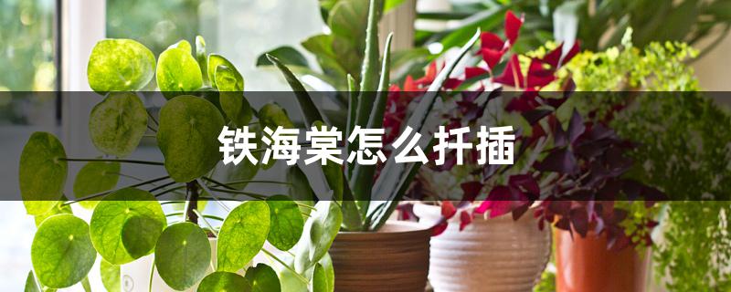 铁海棠怎么扦插 铁海棠怎么扦插