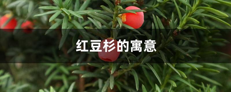 红豆杉的寓意 红豆杉的寓意