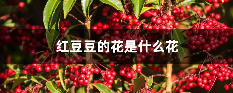 红豆豆的花是什么花 红豆豆的花是什么花