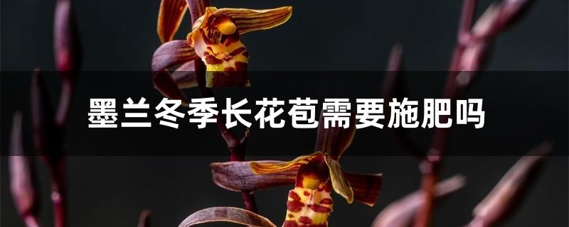 墨兰冬季长花苞需要施肥吗 墨兰冬季长花苞需要施肥吗