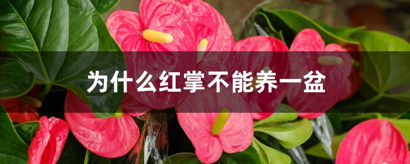 为什么红掌不能养一盆 为什么红掌不能养一盆