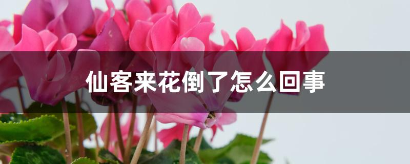 仙客来花倒了怎么回事 仙客来花倒了怎么回事