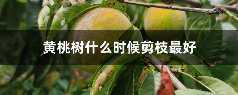 黄桃树什么时候剪枝最好 黄桃树什么时候剪枝最好