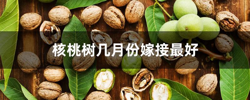 核桃树几月份嫁接最好 核桃树几月份嫁接最好